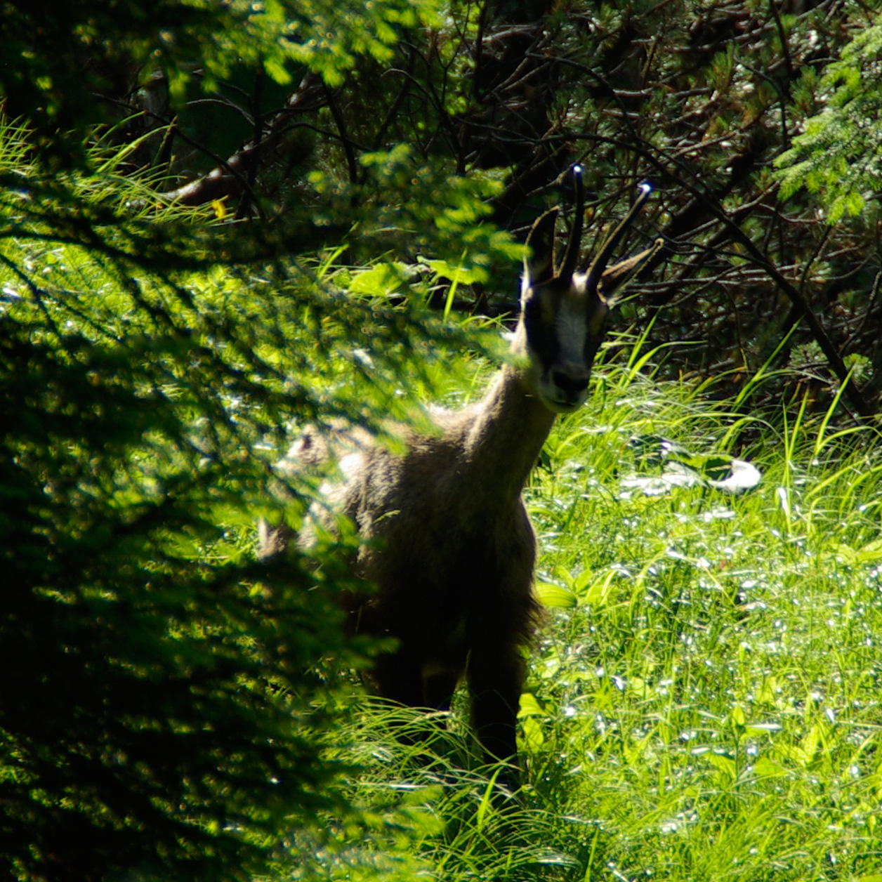 a curious chamois